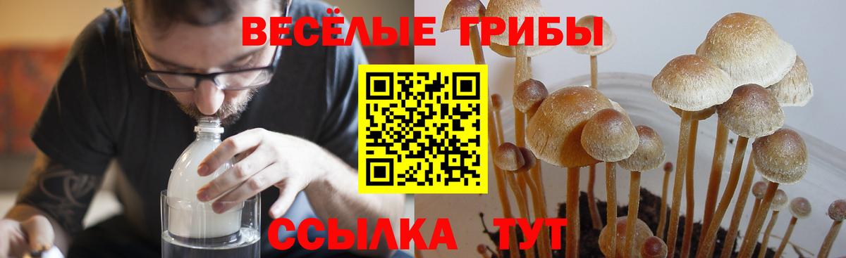 Псилоцибиновые грибы GOLDEN TEACHER Нерюнгри